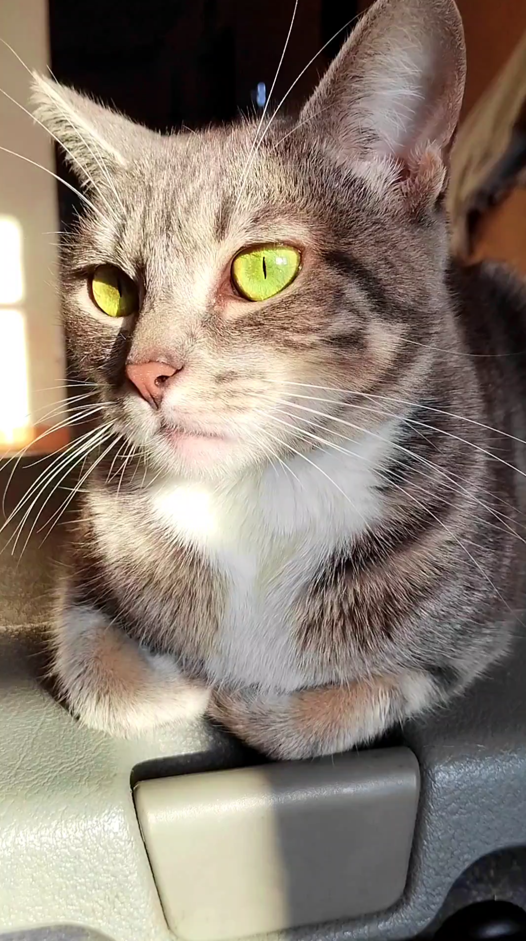 Gatinha da família Dippet
