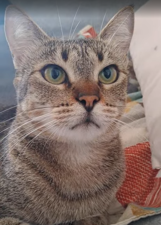 Gatinha da família Dippet