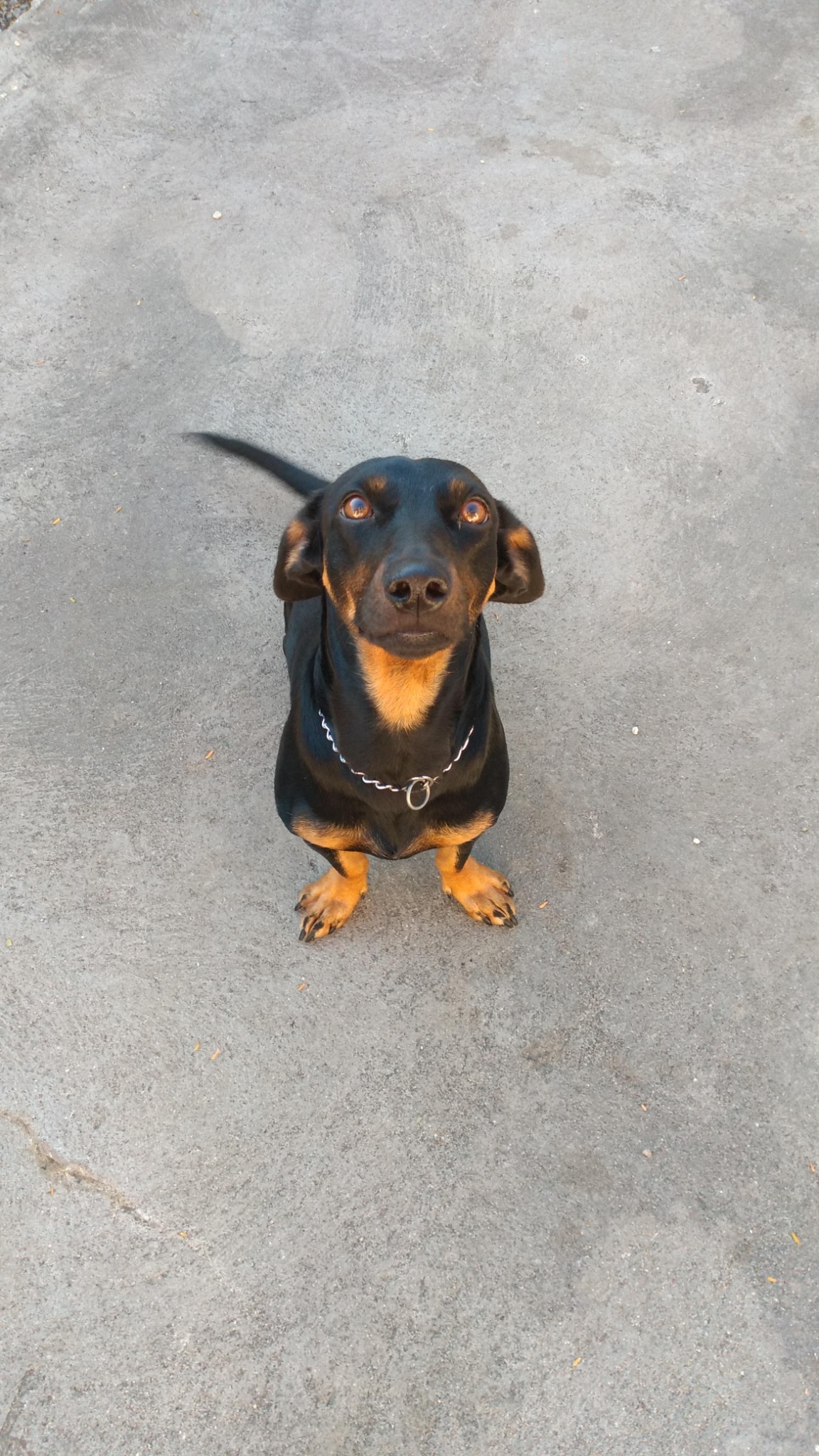 Cachorrinha da família Dippet